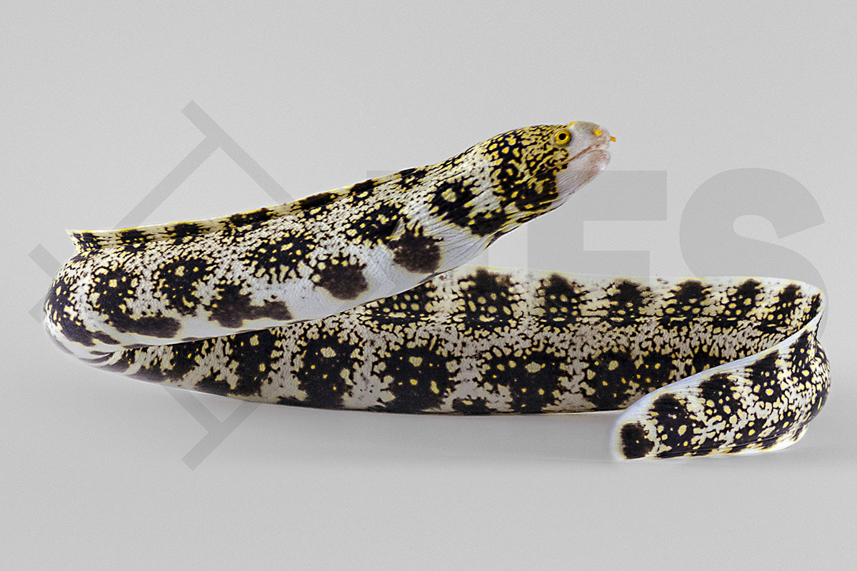 Echidna nebulosa - Sternmuräne