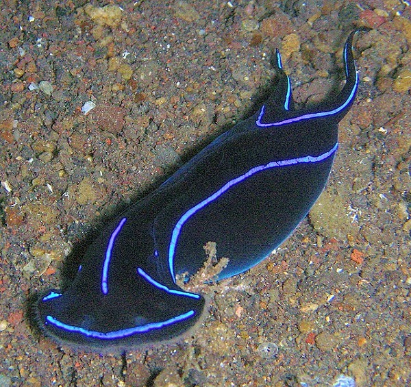 Chelidonura varians - Veränderliche Kopfschildschnecke