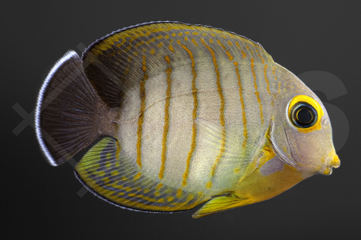 Acanthurus tristis - Indik-Mimikrydoktor