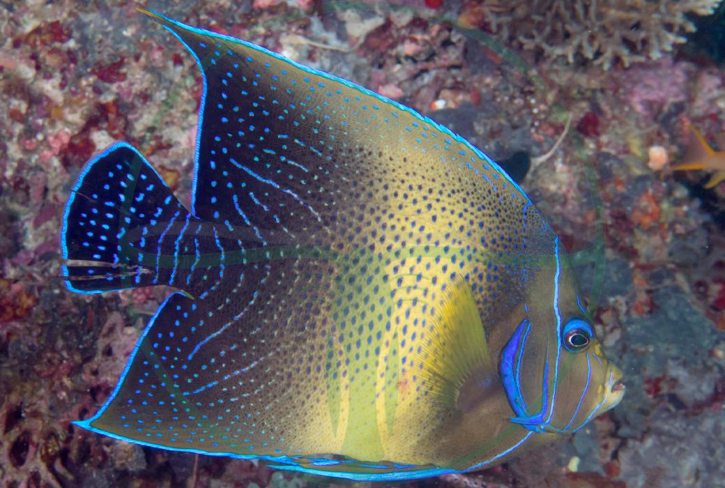 Pomacanthus semicirculatus - Koran Kaiserfisch