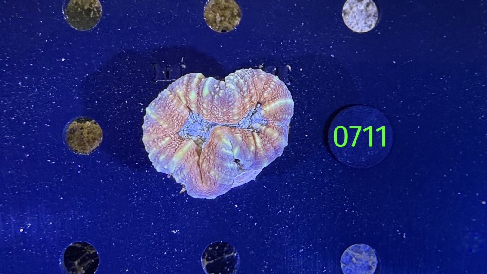 Lobophyllia sp. WYSIWYG 0711