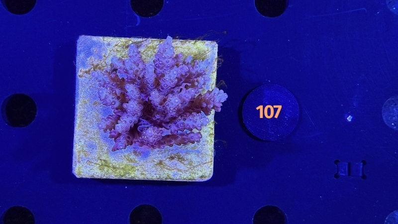 Acropora sp. WYSIWYG 0107