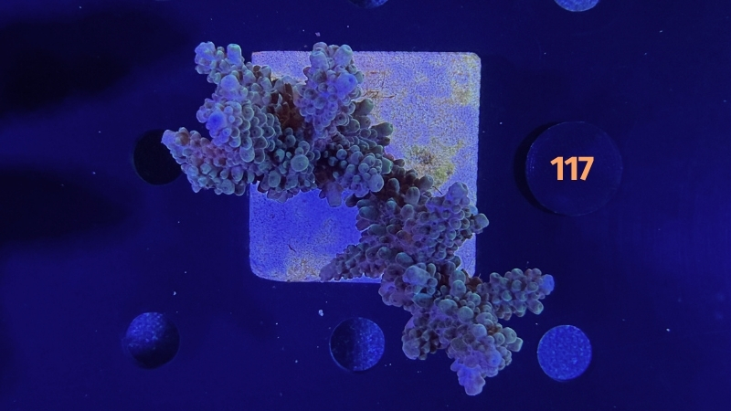 Acropora sp. WYSIWYG 0117