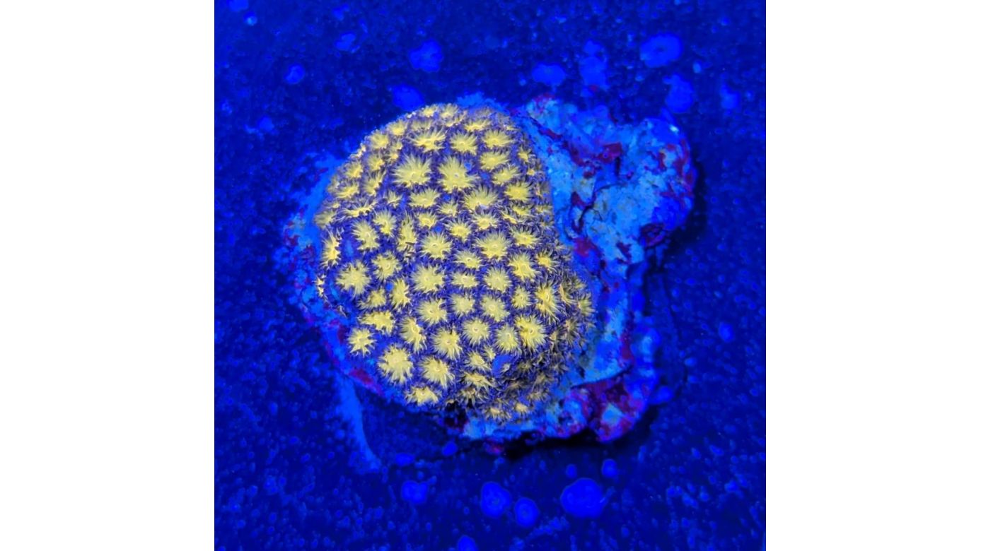 Leptastrea sp. - Großpolypige Steinkoralle Burning Ember Deutsche Nachzucht 0025