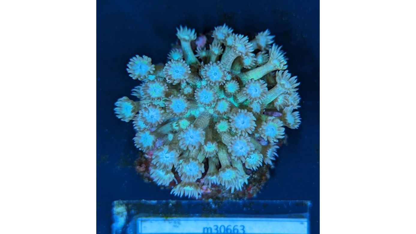 Goniopora sp. - Margeritenkoralle Green Copper Deutsche Nachzucht 0013