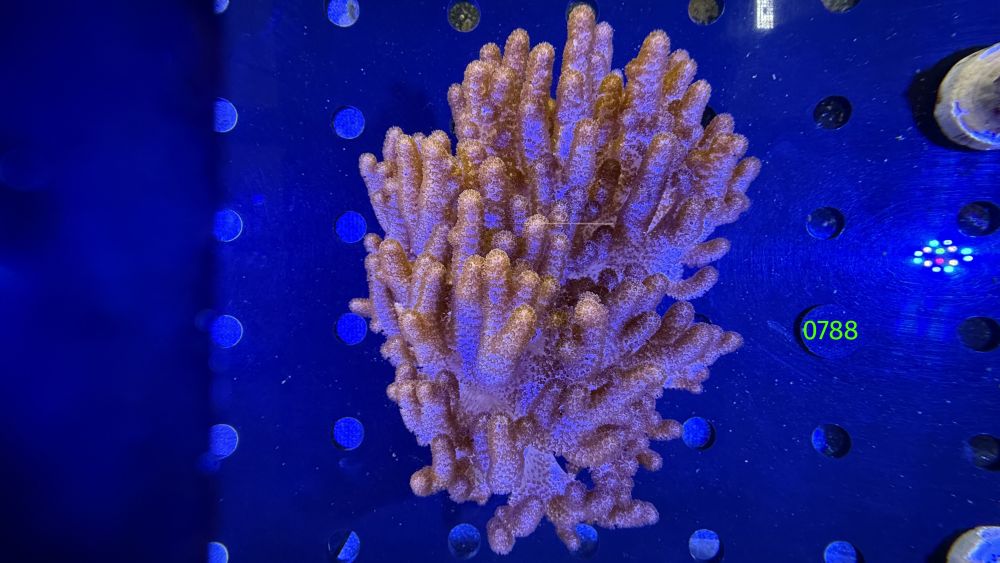 Cladiella sp. - WYSIWYG 0788