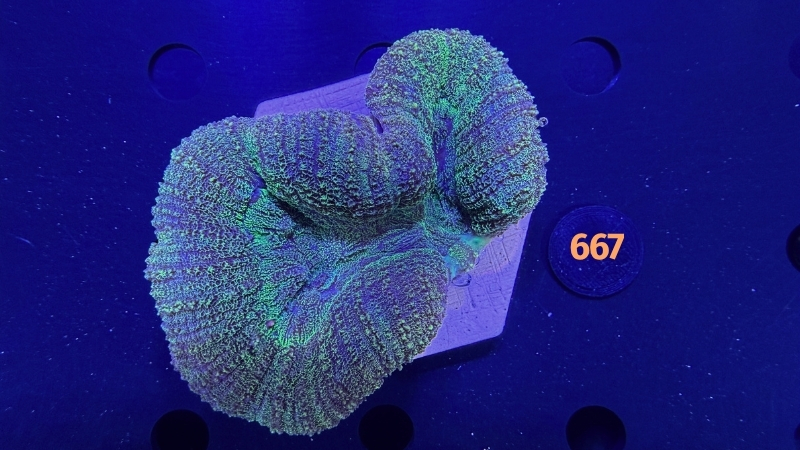 Lobophyllia sp. WYSIWYG 0667