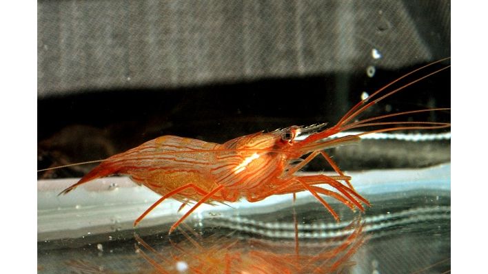 Lysmata boggessi - Feinlinien Putzergarnele NZ