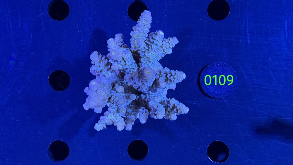 Acropora sp. WYSIWYG 0109