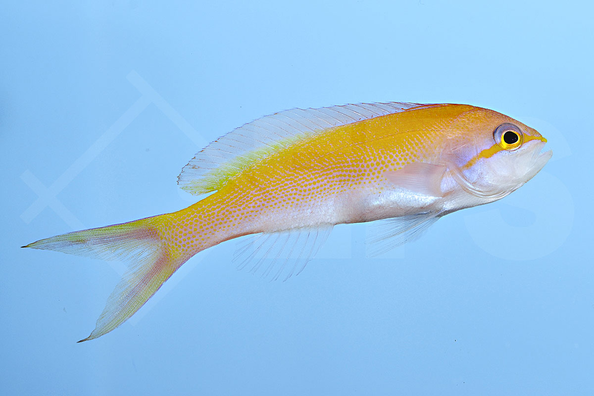 Nemanthias carberryi - Langflossen Fahnenbarsch