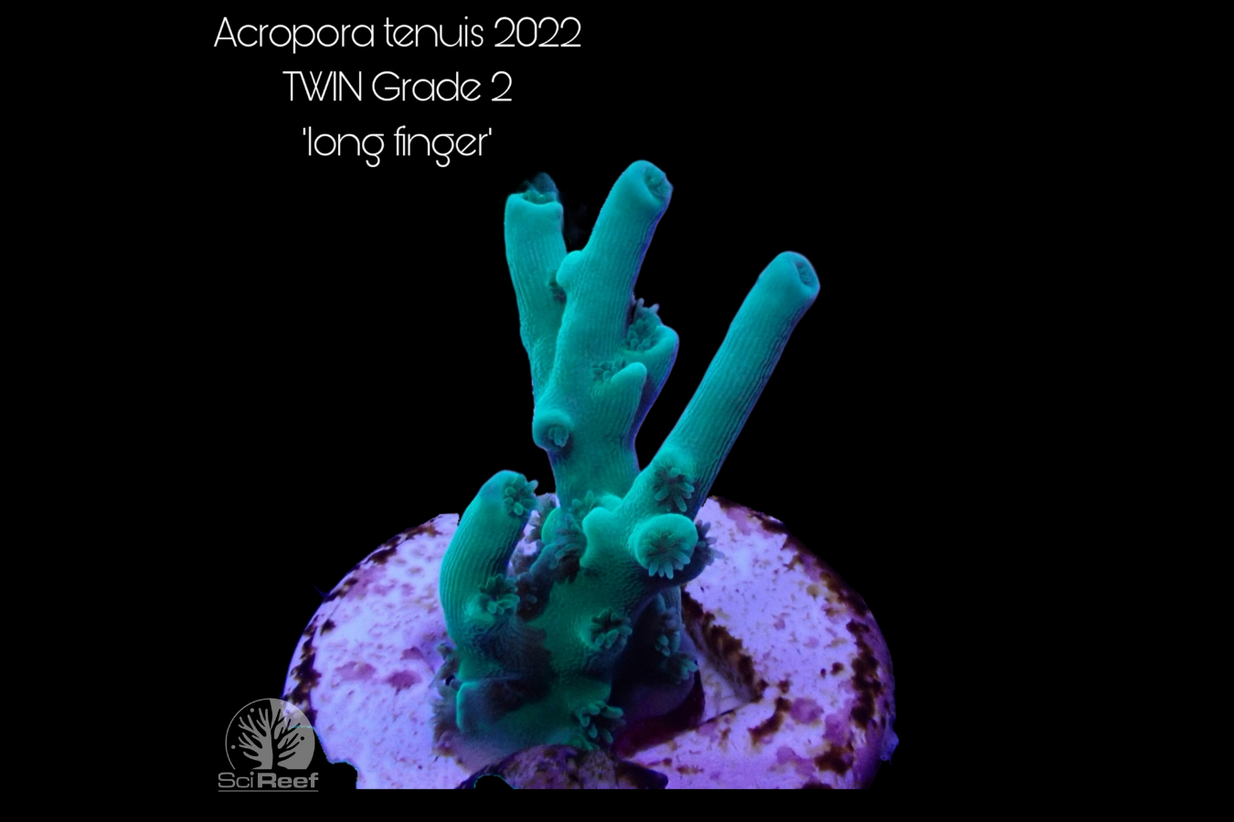 SciReef Acropora tenuis TWIN Grade 2 "long finger" 0293