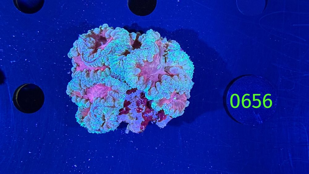 Blastomussa welsi WYSIWYG 0656