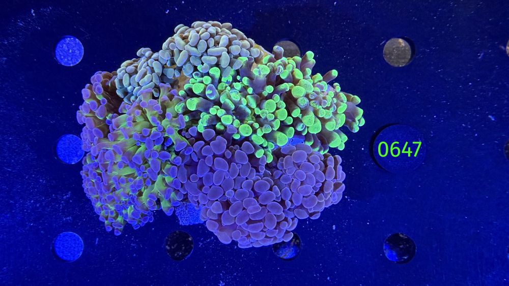 Euphyllia paraancora Kolonie WYSIWYG 0647