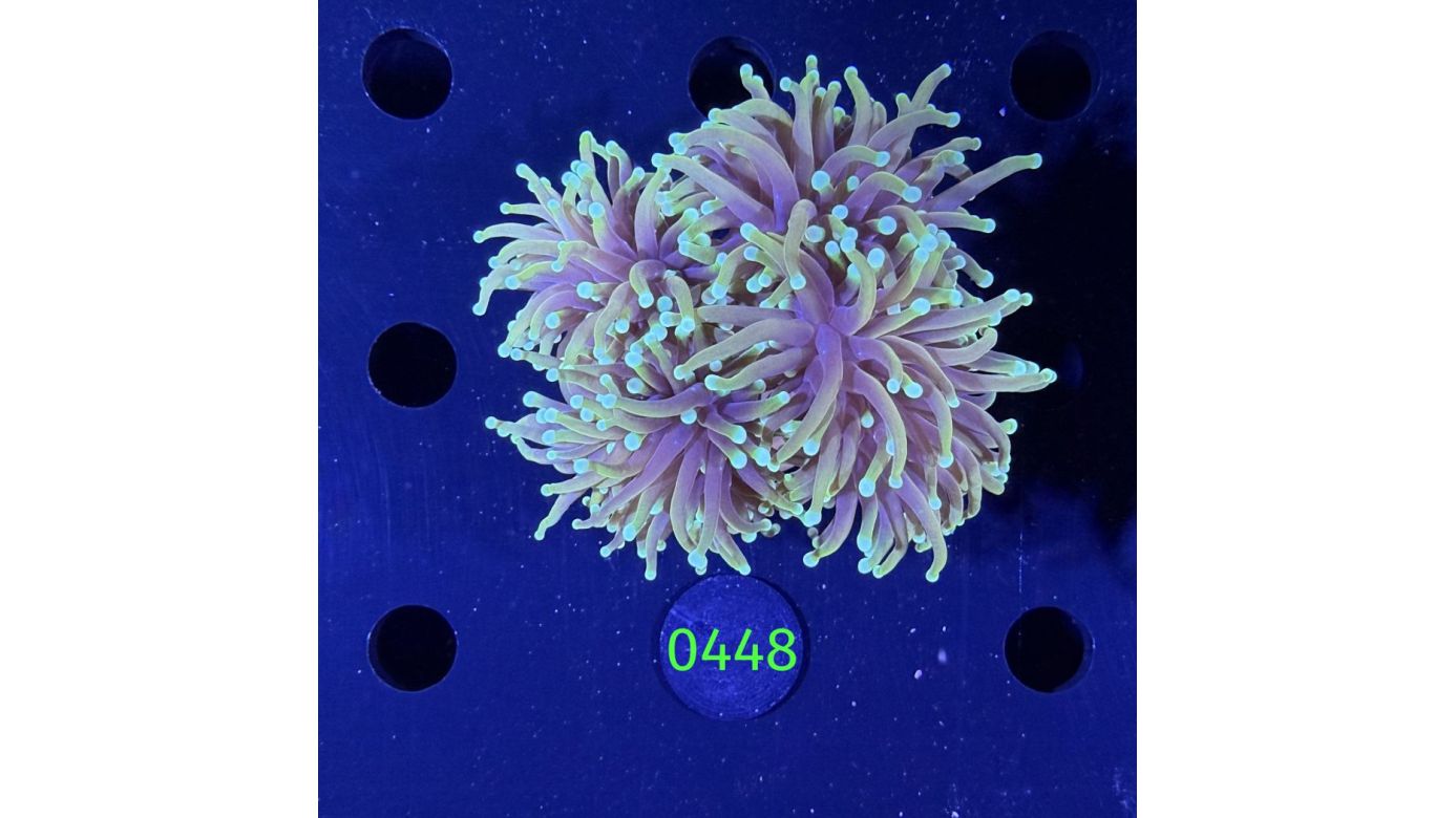 Euphyllia glabrescens - Fackelkoralle Torch 0448