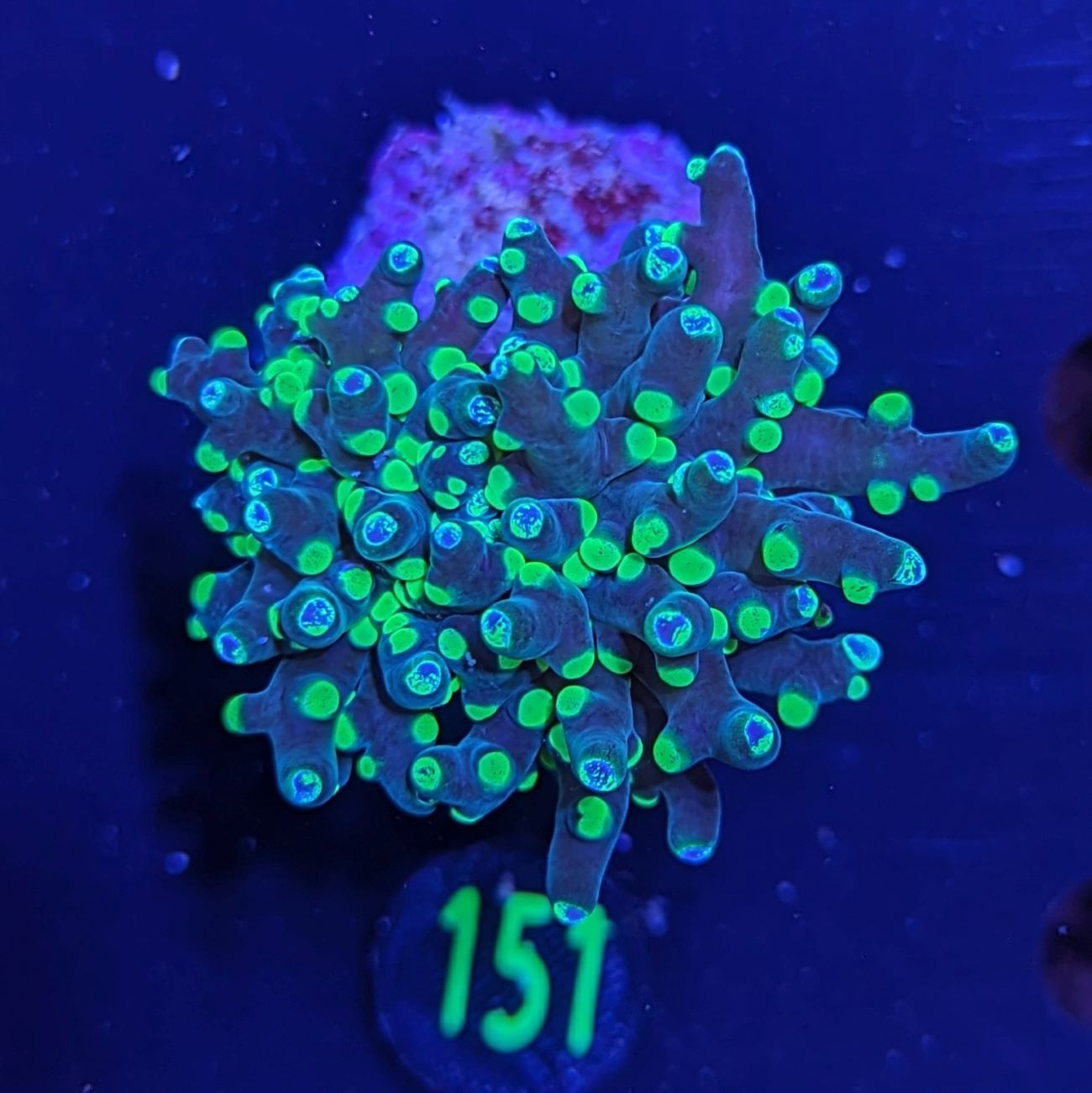 Euphyllia paradivisa - Froschlaichkoralle Grün Deutsche Nachzucht 0151