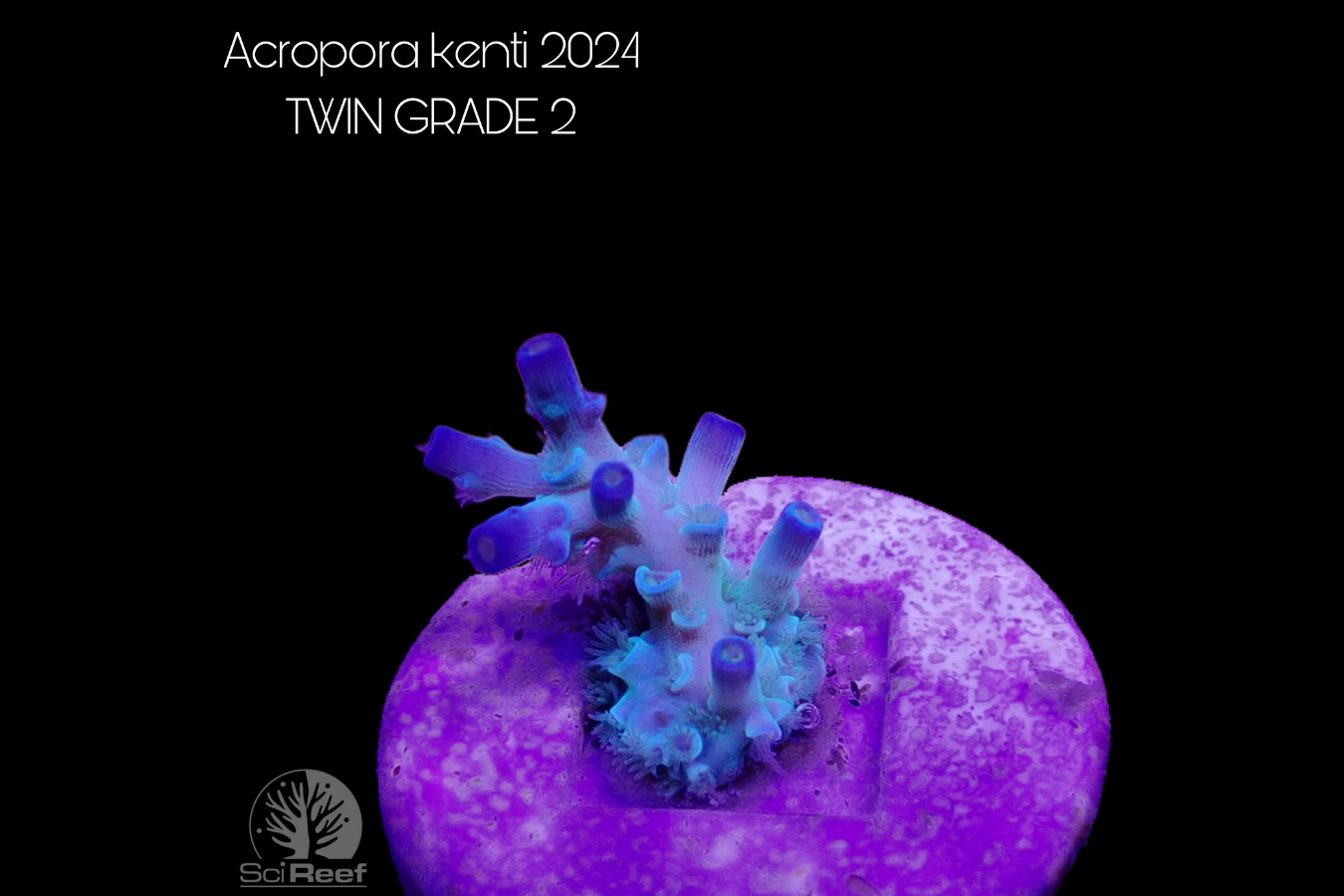 SciReef Acropora kenti TWIN Grade 2 0296