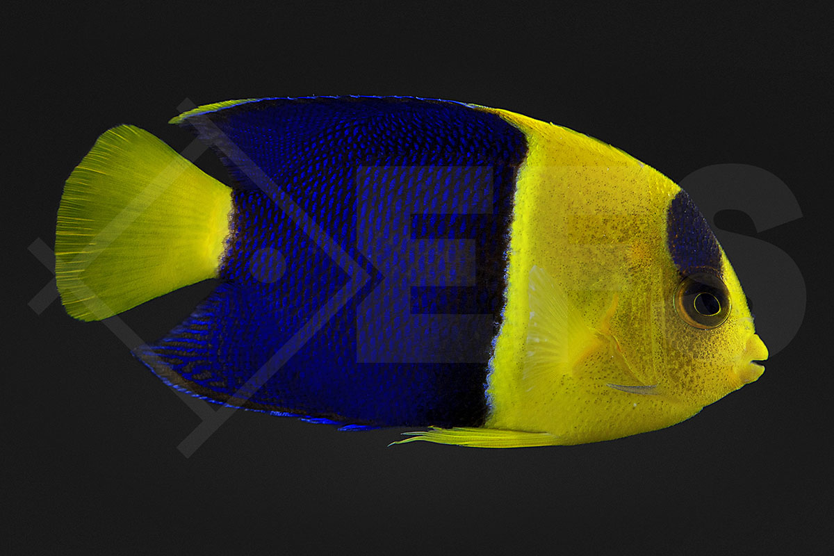 Centropyge bicolor - Blaugelber Zwergkaiserfisch