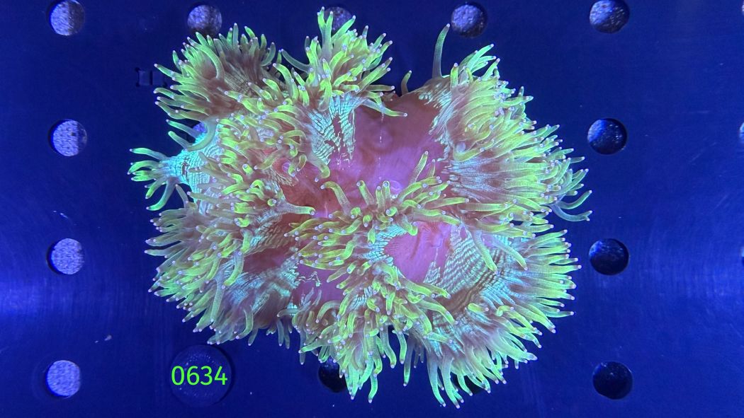 Catalaphyllia jardinei WYSIWYG 0634