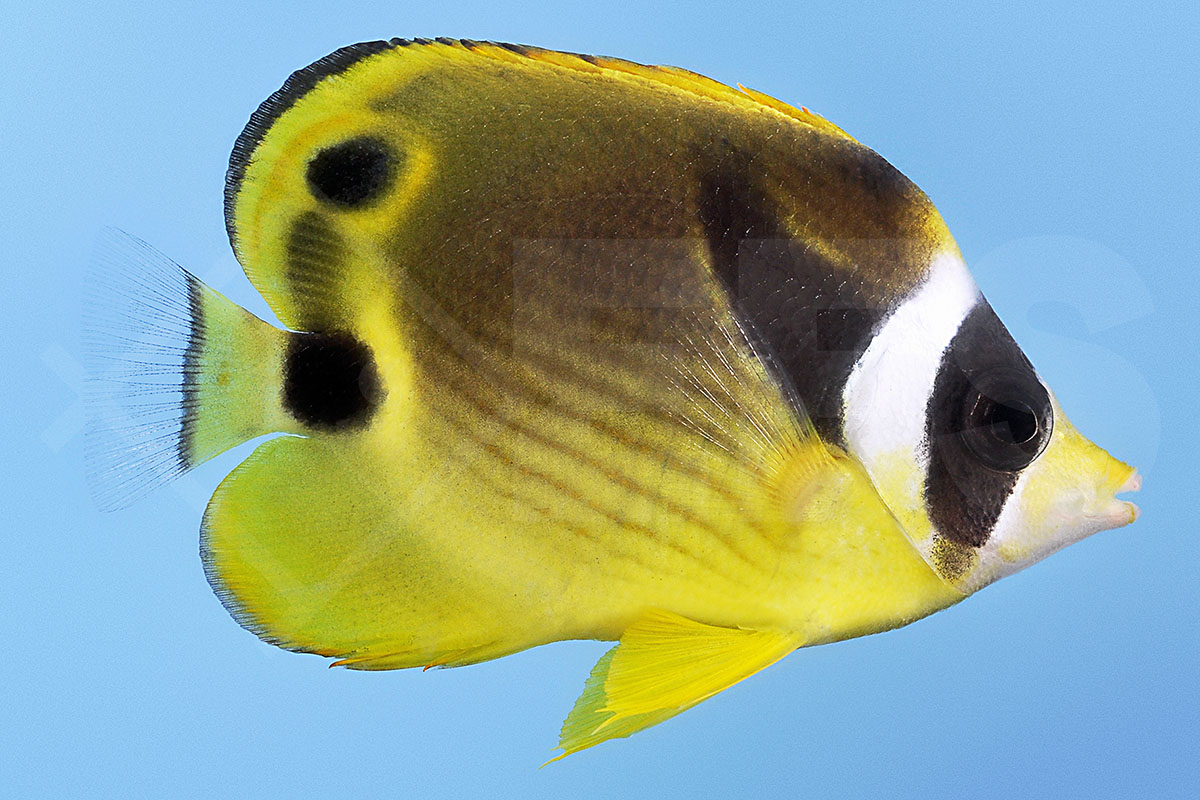 Chaetodon lunula - Mondsichel-Falterfisch