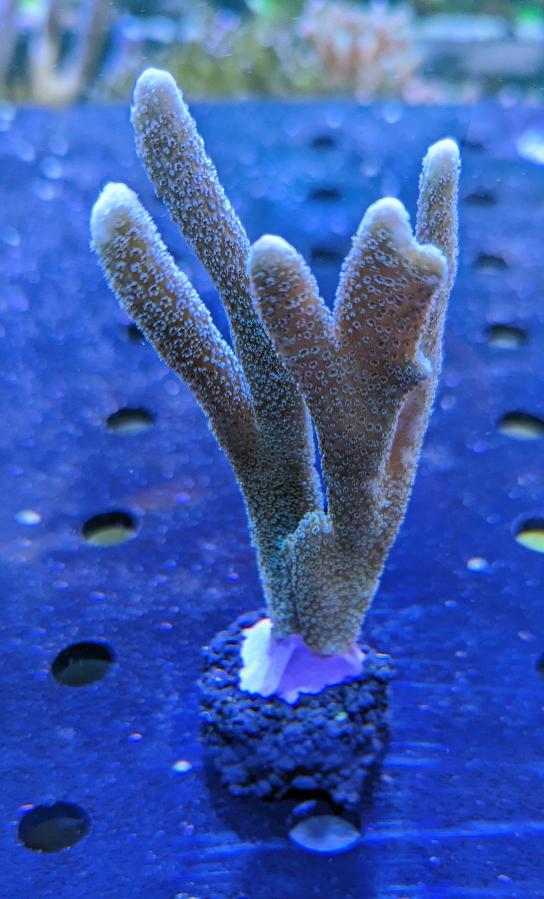 Montipora digitata - Kleinpolypige Steinkoralle Blau Deutsche Nachzucht 0059