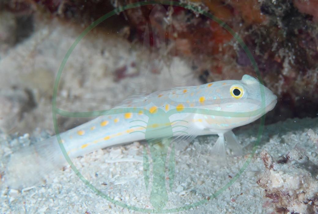 Valenciennea puellaris - Maiden Schläfergrundel