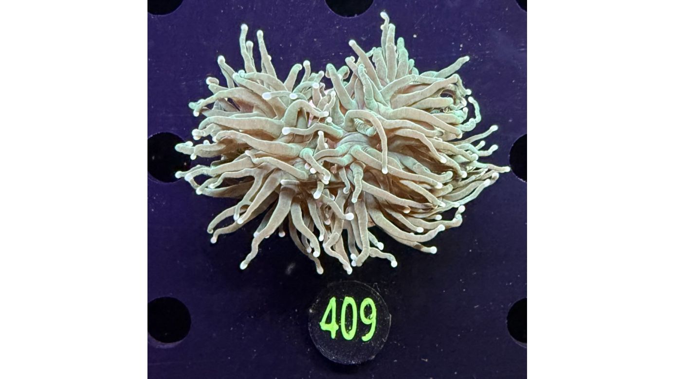 Euphyllia glabrescens - Fackelkoralle Torch 0409