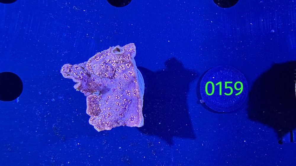 Pavona maldivensis - Großpolypige Steinkoralle Gold/Orange Deutsche Nachzucht 0159