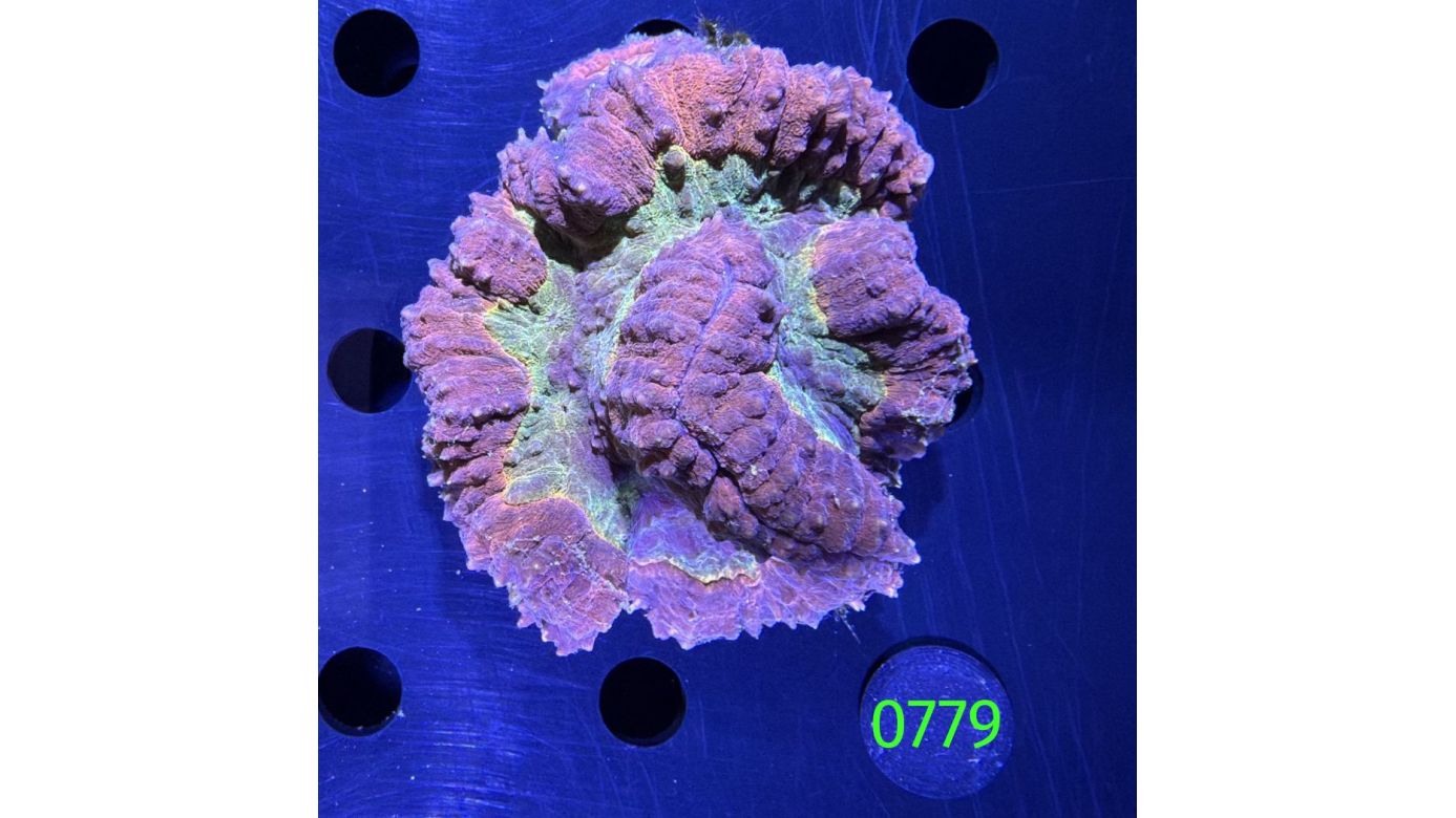 Lobophyllia sp. WYSIWYG 0779