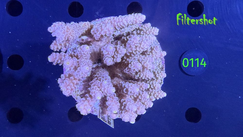Acropora sp. WYSIWYG 0114