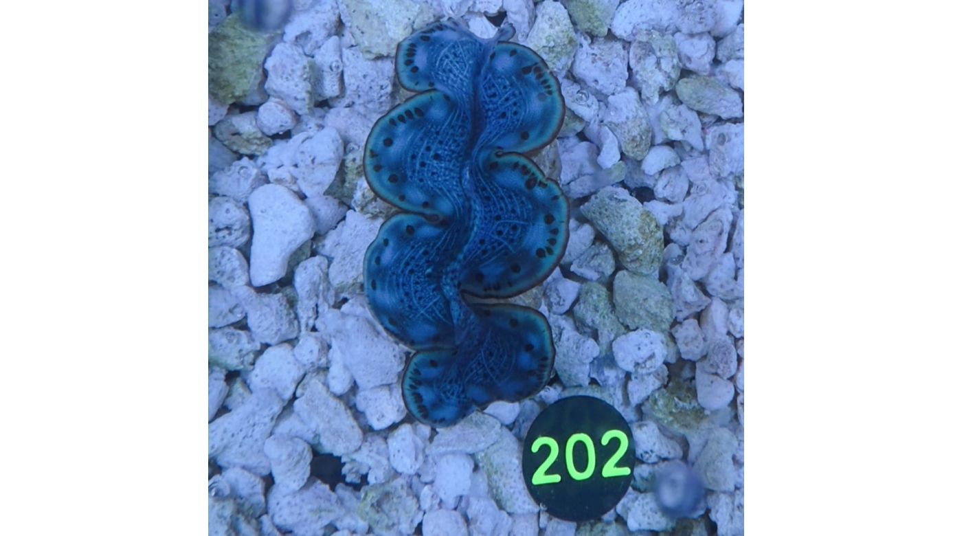 Tridacna maxima Muschel türkis/blau 4-5cm 0202