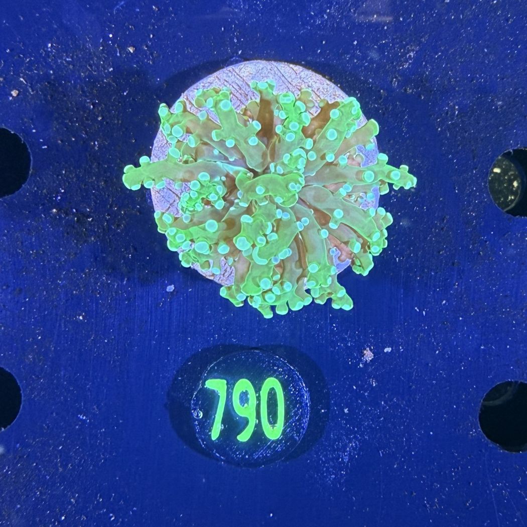 Euphyllia paradivisa - Froschlaichkoralle 0790