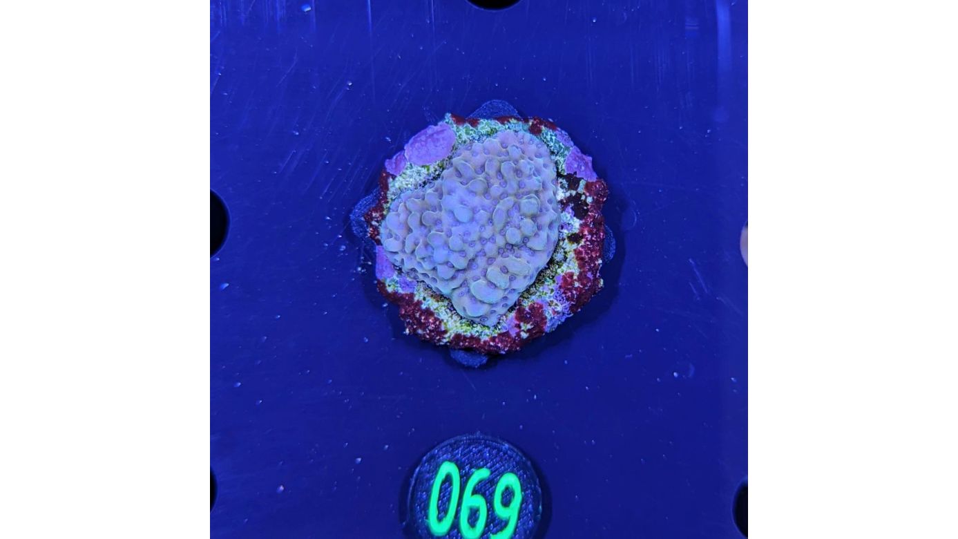 Montipora sp.- Kleinpolypige Steinkoralle Crazy T Deutsche Nachzucht 0069