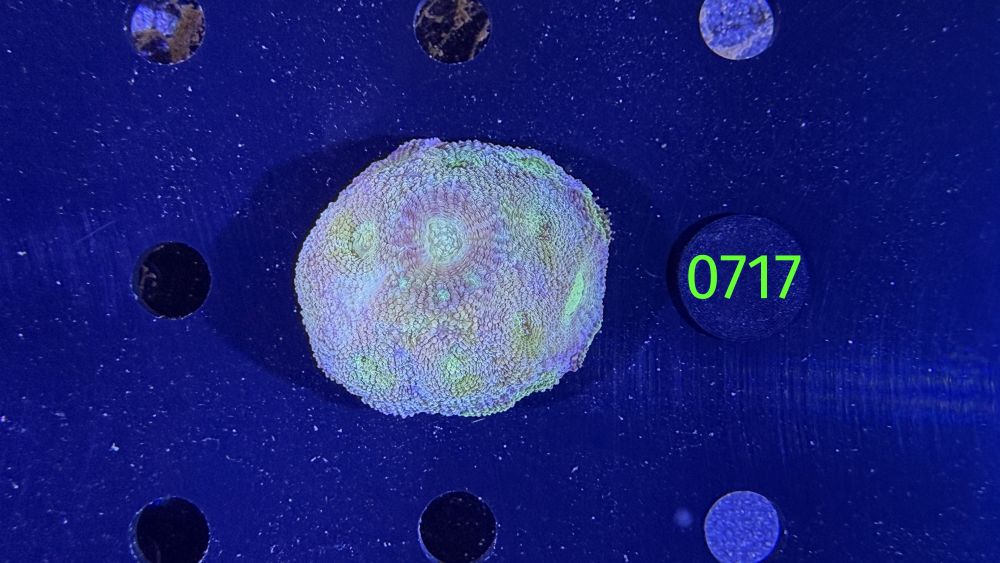 Acanthastrea echinata WYSIWYG 0717