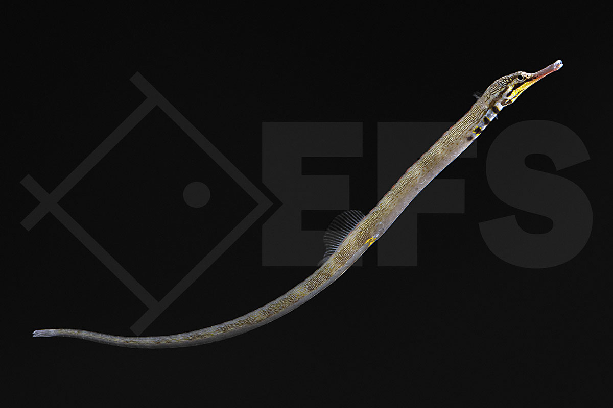 Corythoichthys intestinalis - Drachenkopf-Seenadel