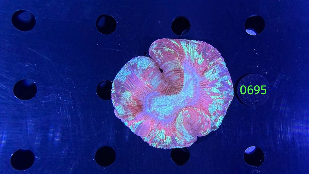 Trachyphyllia geoffroyi WYSIWYG 0695