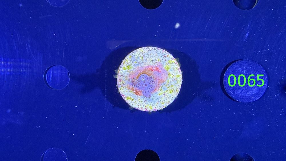 Acropora sp. - Steinkoralle "Pikachu" DNZ 0065