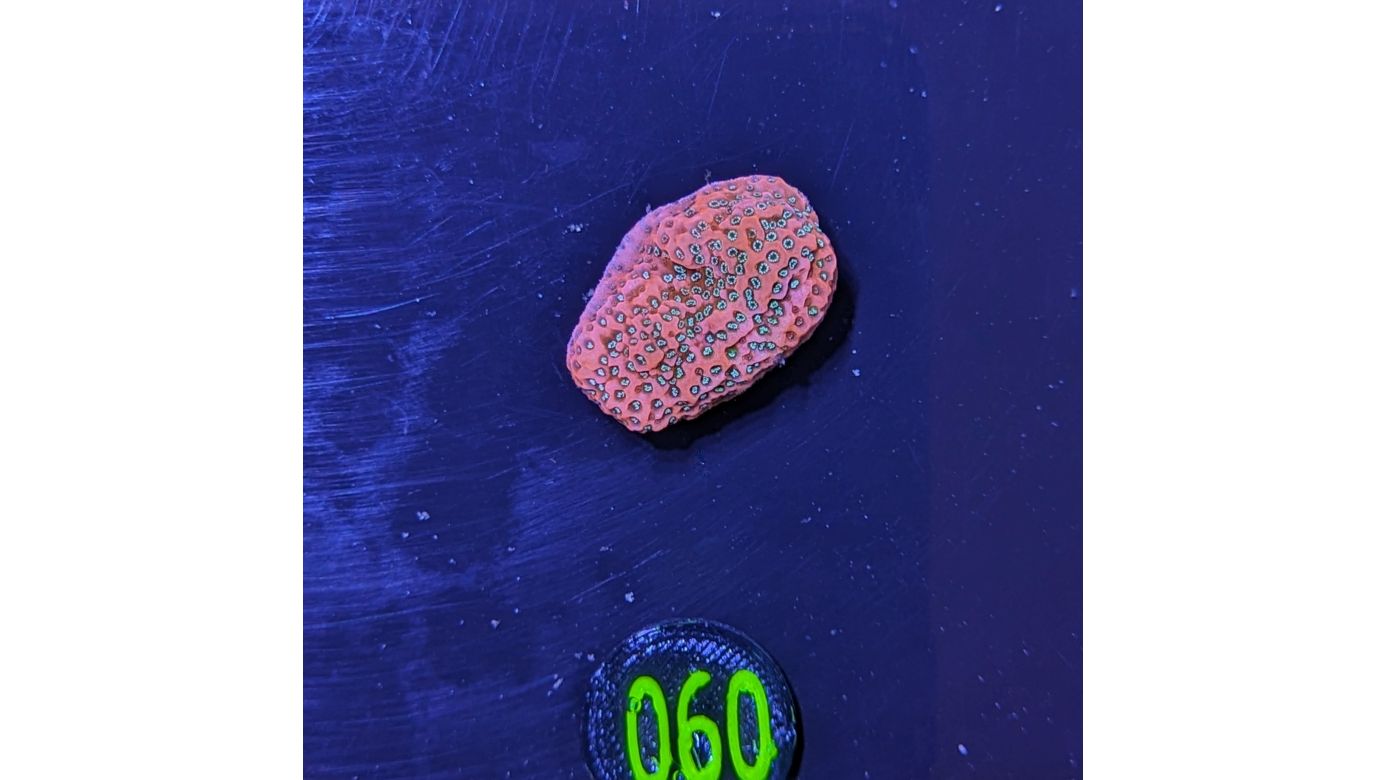 Montipora sp.- Kleinpolypige Steinkoralle Tropical Thunder Deutsche Nachzucht 0060