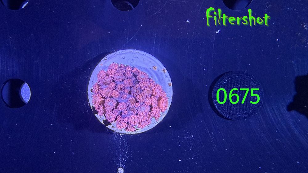 Goniopora sp. WYSIWYG 0675