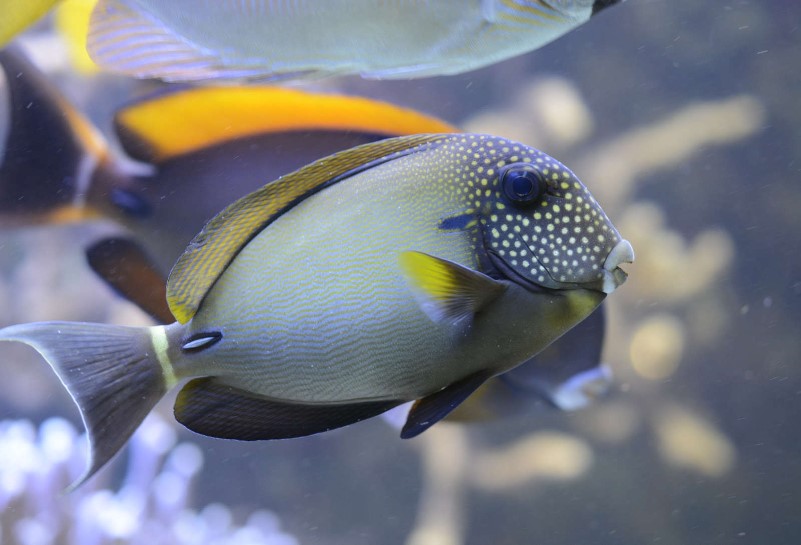 Acanthurus Maculiceps - Punktgesicht Doktorfisch