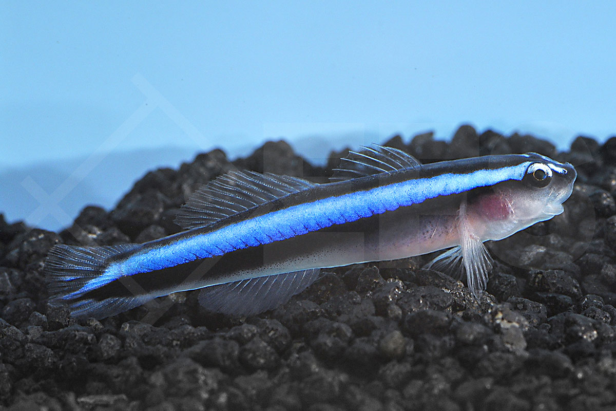 Elacatinus oceanops - Blaue Neonputzergrundel NZ Elacatinus oceanops - Blaue Neonputzergrundel NZ