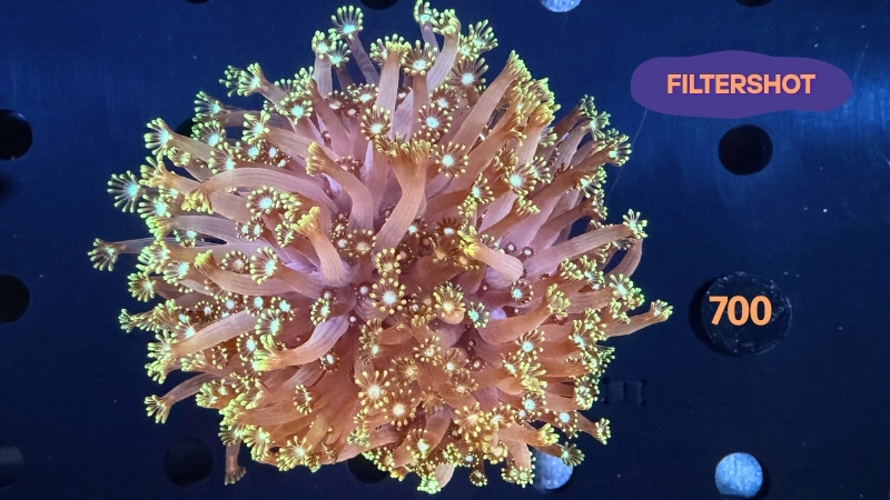 Alveopora sp. WYSIWYG 0700