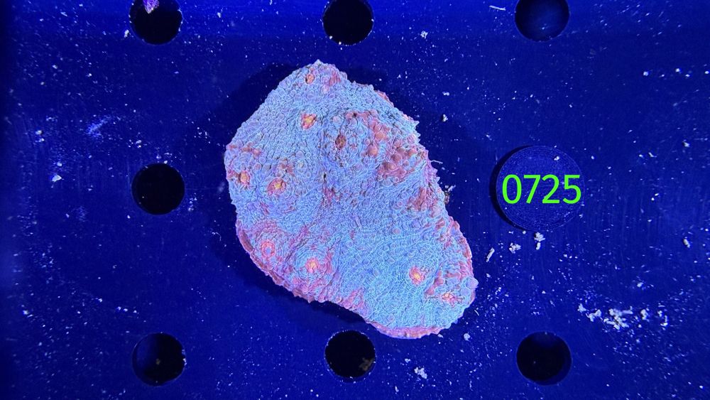 Echinophyllia/Chalice WYSIWYG 0725