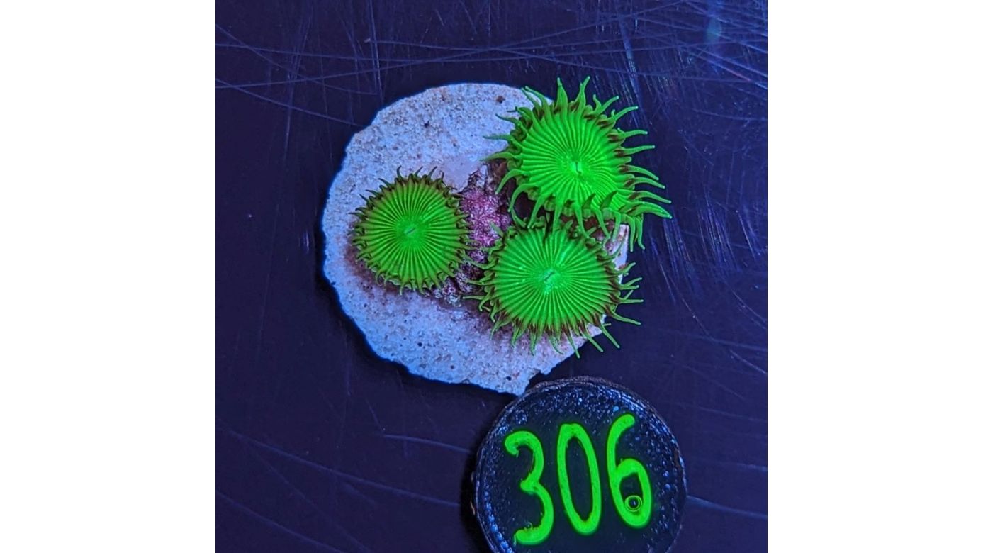 Palythoa sp. - Krustenanemone "Uranium Death" PlanktonPlus Nachzucht 0310