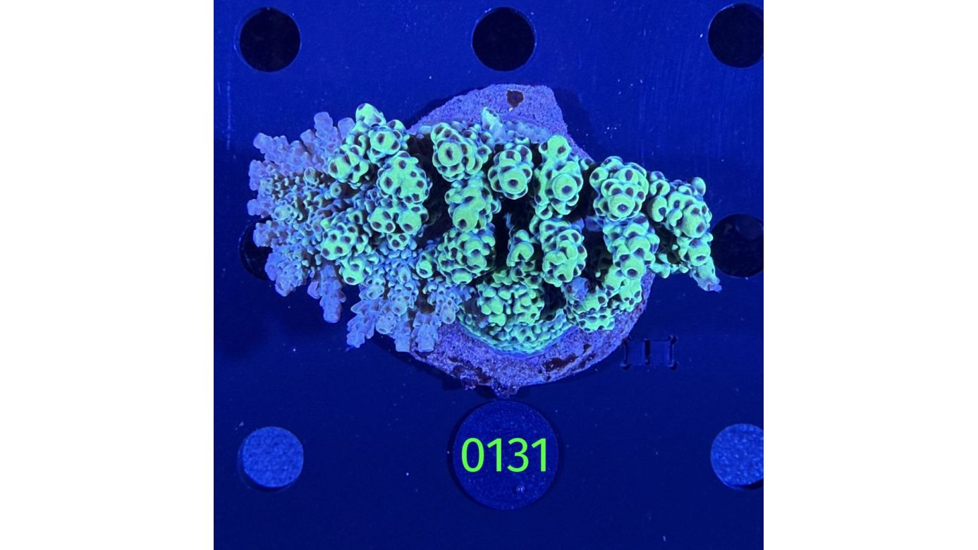 Acropora sp. WYSIWYG 0131