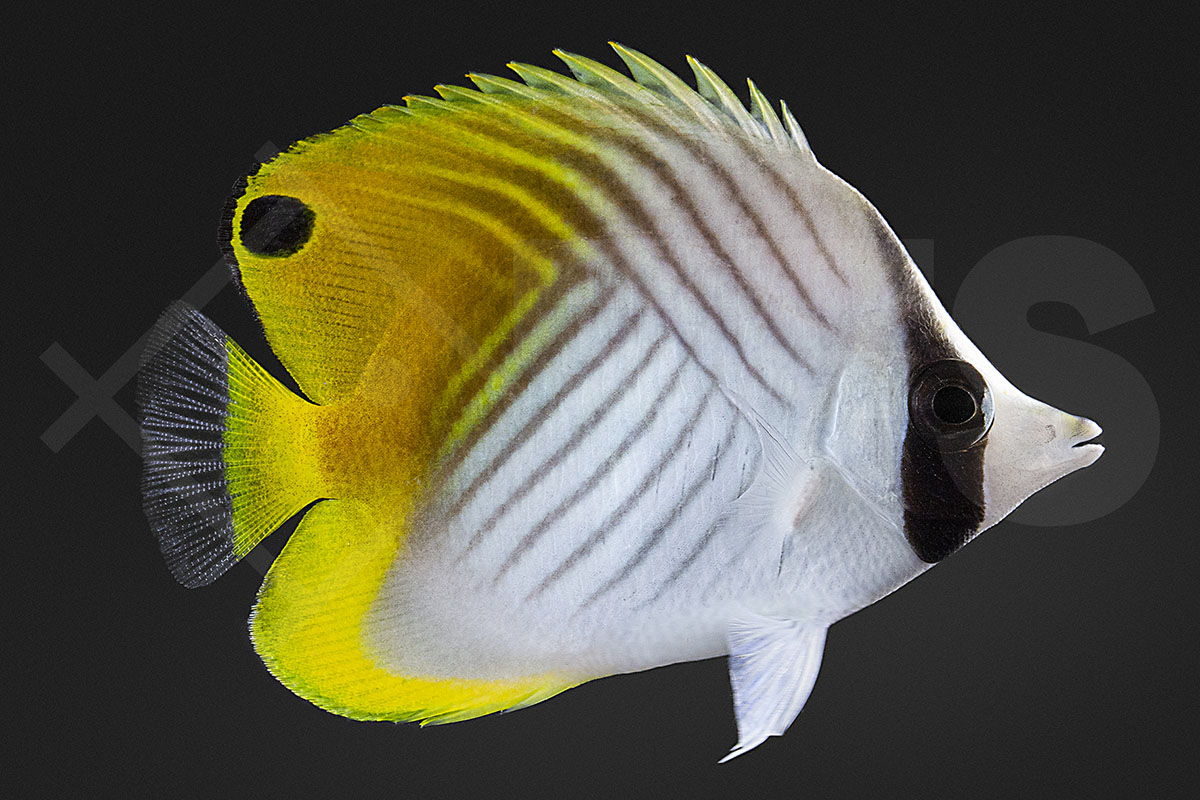 Chaetodon auriga - Fähnchen Falterfisch