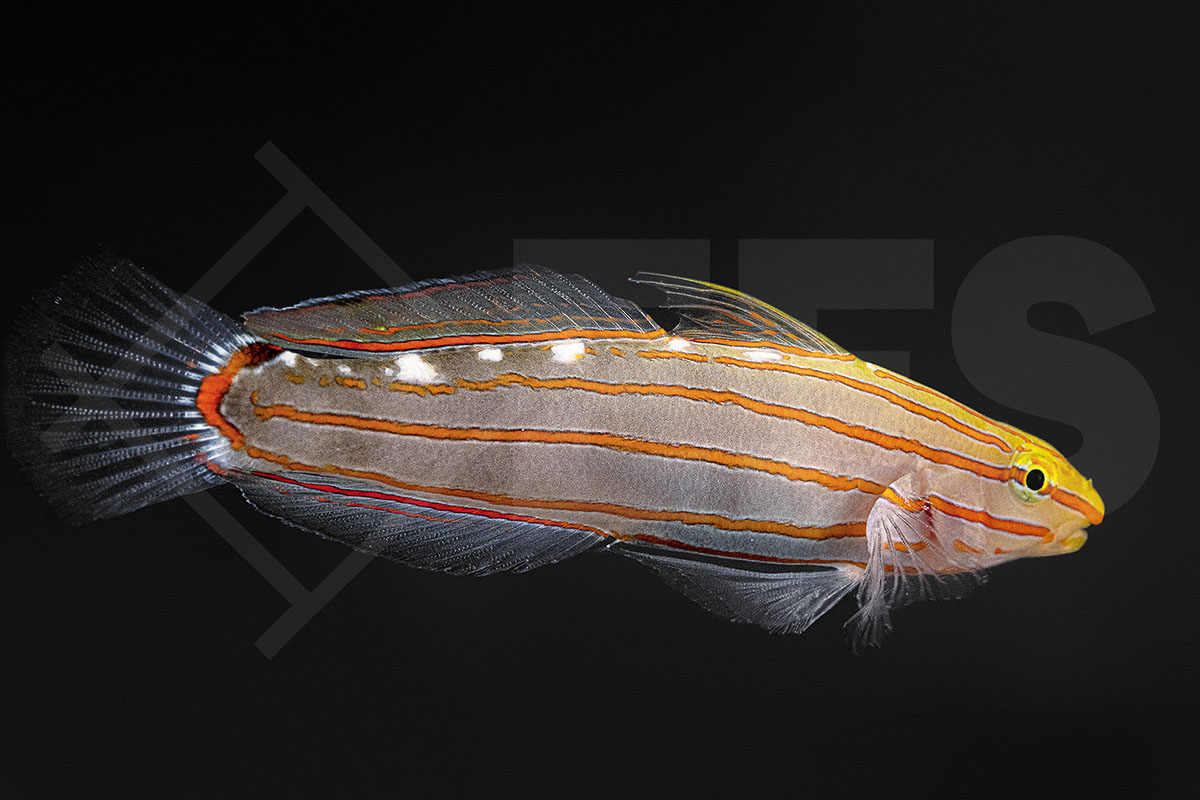 Koumansetta rainford - Rainfords Grundel NZ