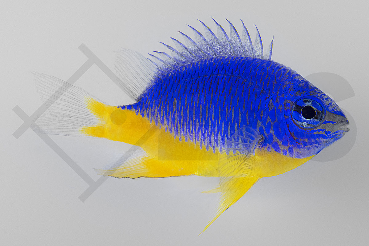 Chrysiptera hemicyanea - Azur Riffbarsch