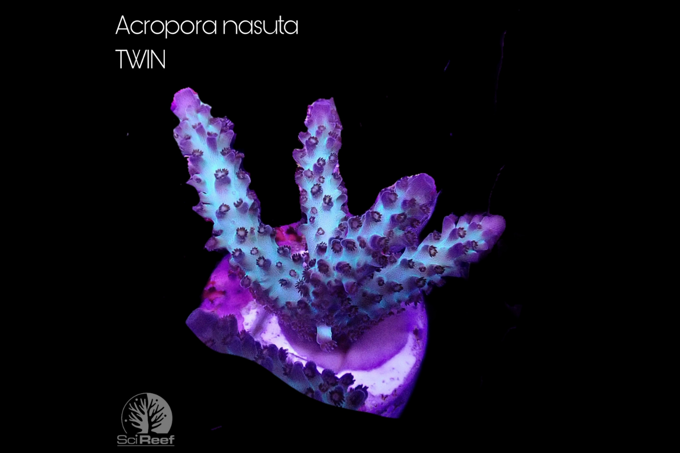 SciReef Acropora nasuta TWIN 0294