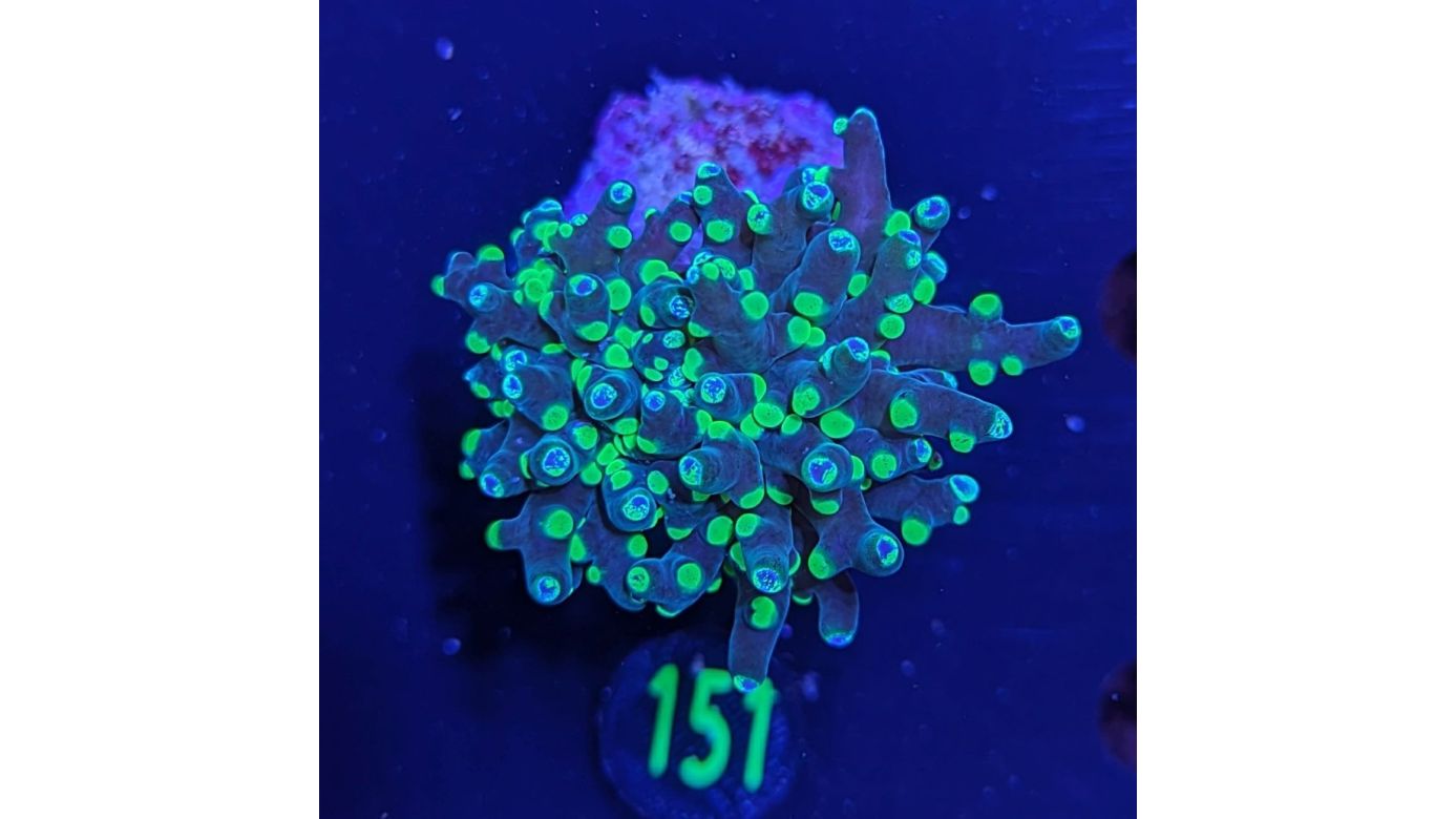 Euphyllia paradivisa - Froschlaichkoralle Grün Deutsche Nachzucht 0151