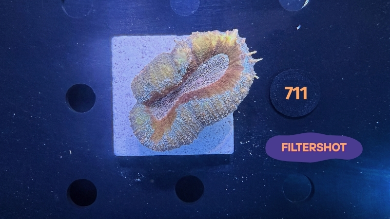 Lobophyllia sp. WYSIWYG 0711